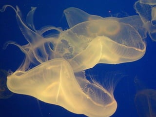 Ocean beauties