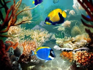 Ocean beauties