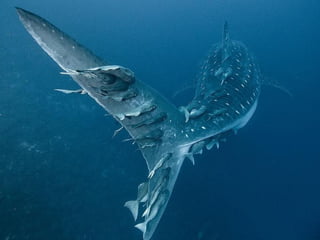 Ocean beauties