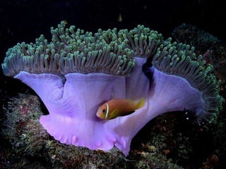 Ocean beauties