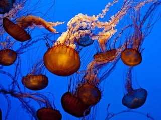 Ocean beauties