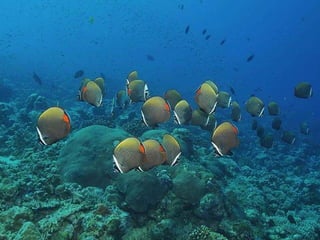 Ocean beauties