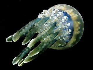 Ocean beauties
