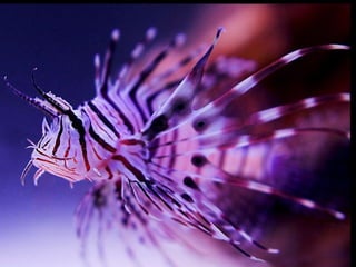Ocean beauties