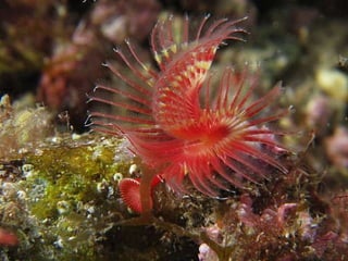 Ocean beauties
