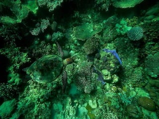 Ocean beauties