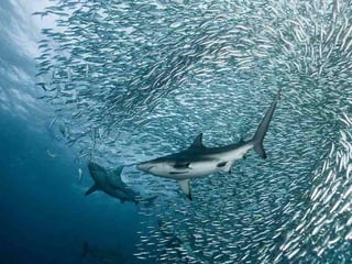 Ocean beauties