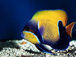 Ocean beauties