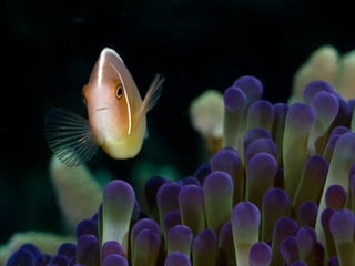 Ocean beauties