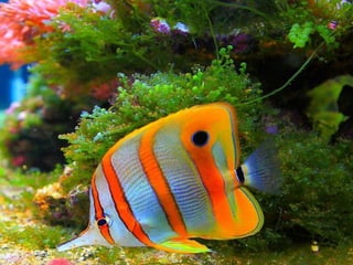 Ocean beauties