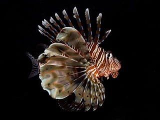 Ocean beauties