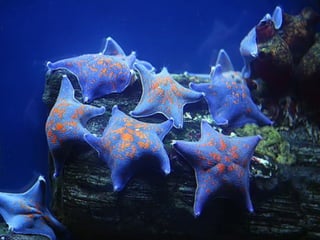 Ocean beauties