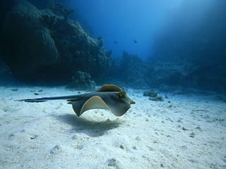 Ocean beauties