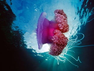 Ocean beauties