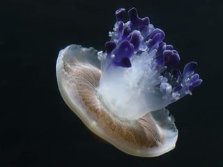 Ocean beauties