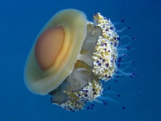 Ocean beauties