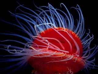 Ocean beauties