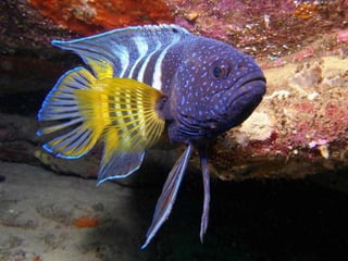 Ocean beauties