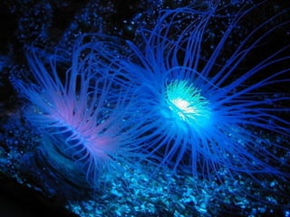 Ocean beauties