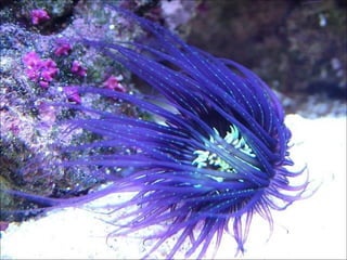 Ocean beauties