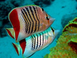 Ocean beauties