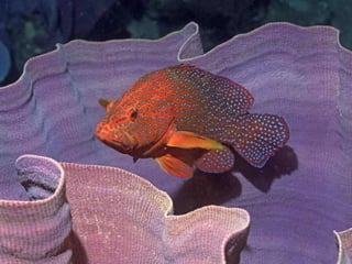 Ocean beauties