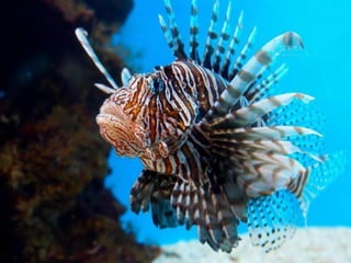 Ocean beauties