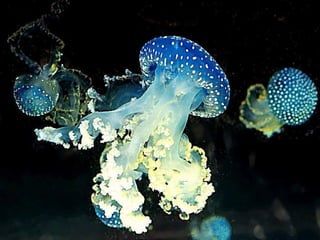 Ocean beauties