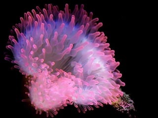 Ocean beauties