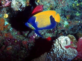 Ocean beauties