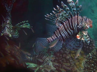 Ocean beauties