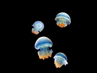 Ocean beauties
