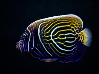 Ocean beauties