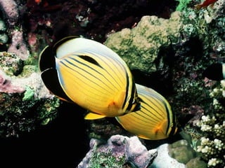 Ocean beauties