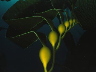 Ocean beauties