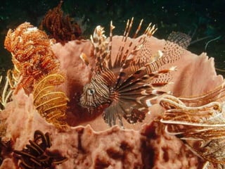 Ocean beauties