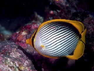 Ocean beauties