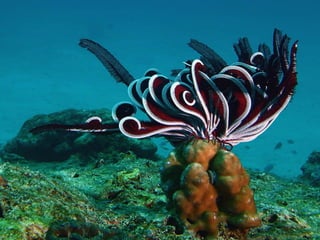 Ocean beauties
