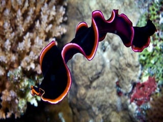Ocean beauties