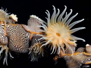 Ocean beauties