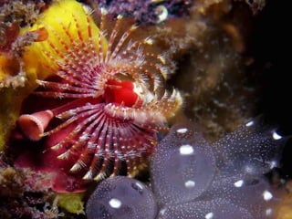 Ocean beauties