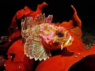 Ocean beauties