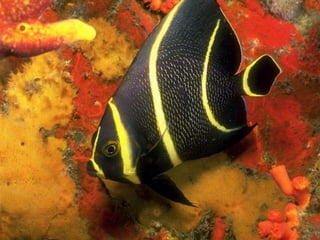 Ocean beauties