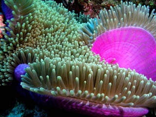Ocean beauties