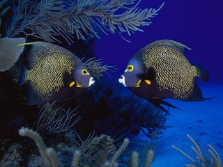 Ocean beauties