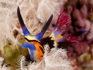 Ocean beauties