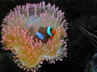 Ocean beauties