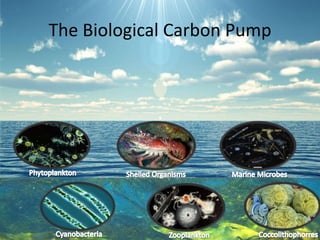 The Biological Carbon Pump
 