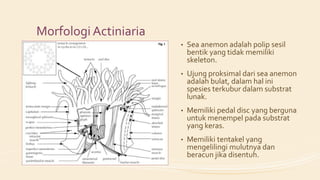 Oceana 057 actiniaria | PPTX