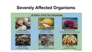 Severely Affected Organisms
 